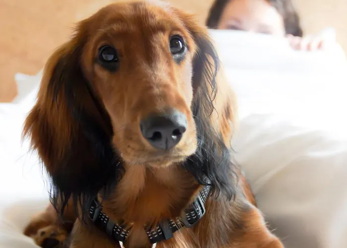 Готель Greet 3*